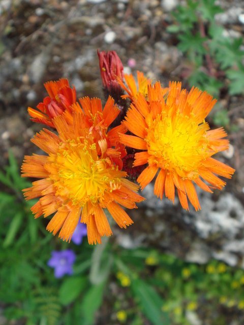 Hieracium aurantiacum fleur